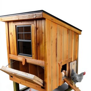 Bird Care Essentials Kindle Edition by XYZ Publishing-0